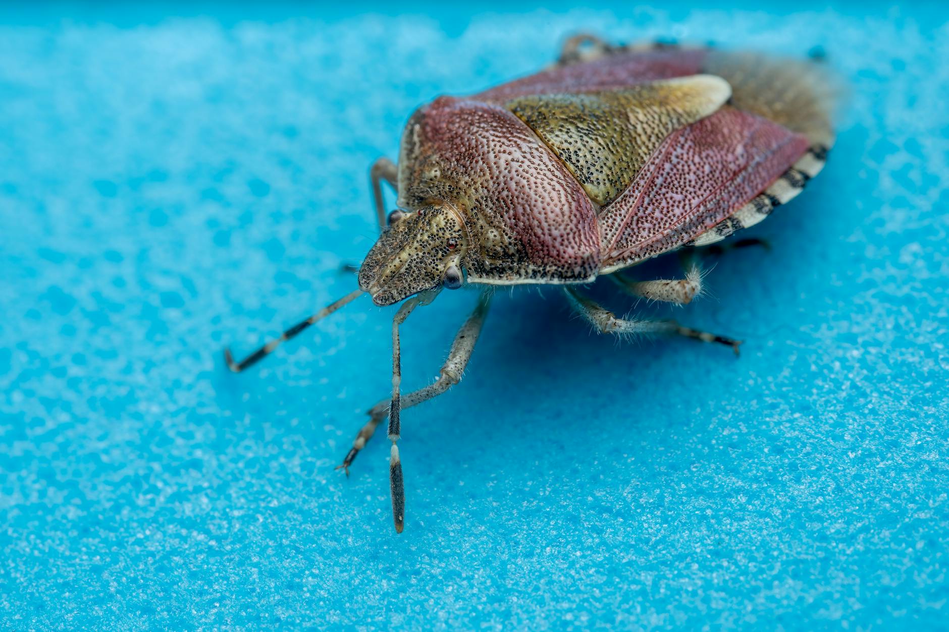 Traitement punaises de lit : éradication professionnelle