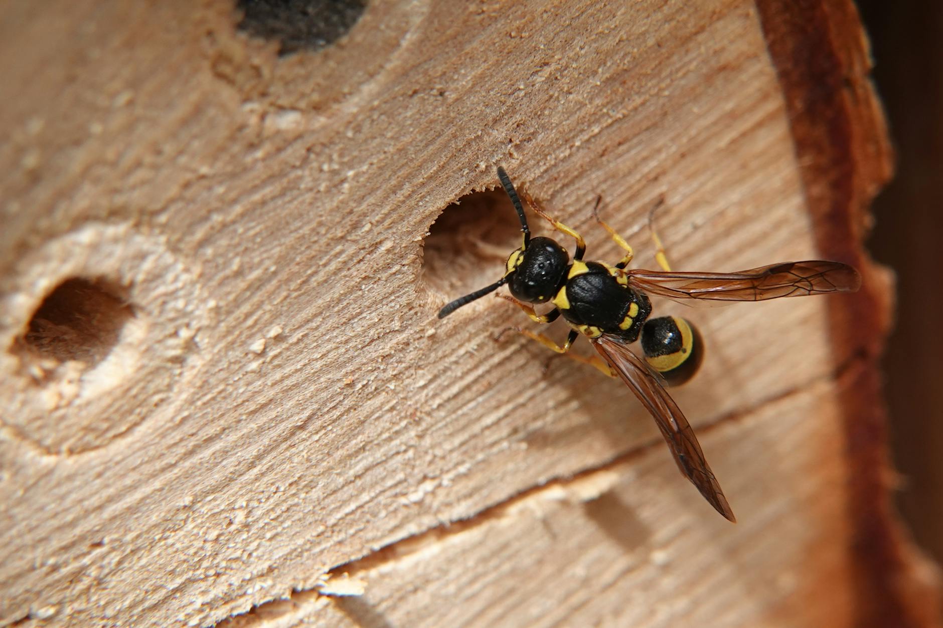 Traitement nids de guêpes et frelons : destruction professionnelle